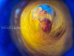 Two shrimp inside a sponge.  Sponge inside diameter at op... by Jan Morton 